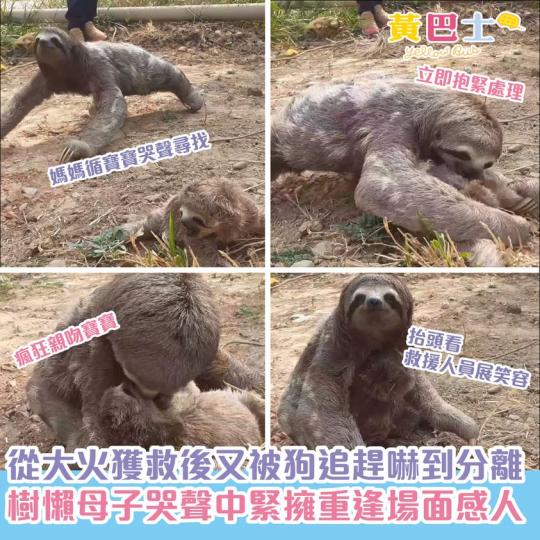 據救援團隊的獸醫指,由於被野狗追趕,樹懶媽媽為逃跑迫不得已讓孩子落後100米遠,直至危機解除,樹懶媽媽隨即周圍搜尋愛兒... 據救援團隊的獸醫指,由於被野狗追趕,樹懶媽媽為逃跑迫不得已讓孩子落後100米遠,直至危機解除,樹懶媽媽隨即周圍搜尋愛兒...