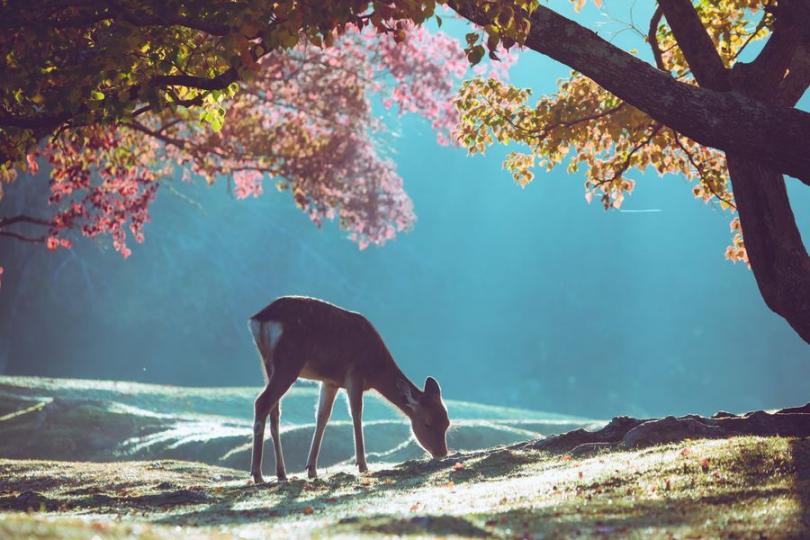 少了遊客的喧擾，奈良的小鹿在樹林中如常生活...