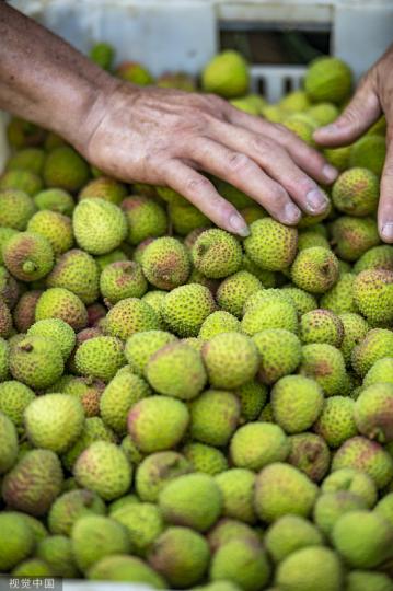 Local farmers in Qionghai, Hainan province, harvest lychee in the early summer heat....