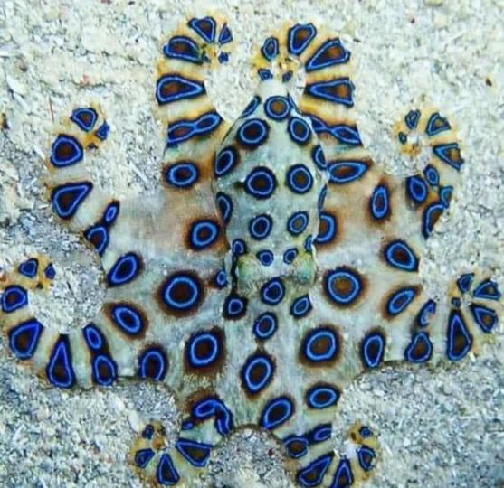 藍圈章魚也稱豹紋章魚.
是一種生活在太平洋西
岸從日本到澳洲都見到
的一種毒性强烈的動物
它的身體大約如高爾夫
球大小,但它含有河豚毒
比眼鏡蛇毒強好多,據說
一隻藍圈章魚毒可殺二
十多人。...