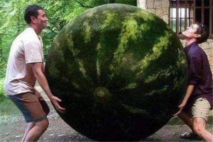 世界最大的西瓜,重達
158公斤,由美國田納
西州的克瑞斯肯特種
植出來,這個西瓜重量
打破了之前意大利的
紀錄,獲得吉尼斯世界
紀錄。...