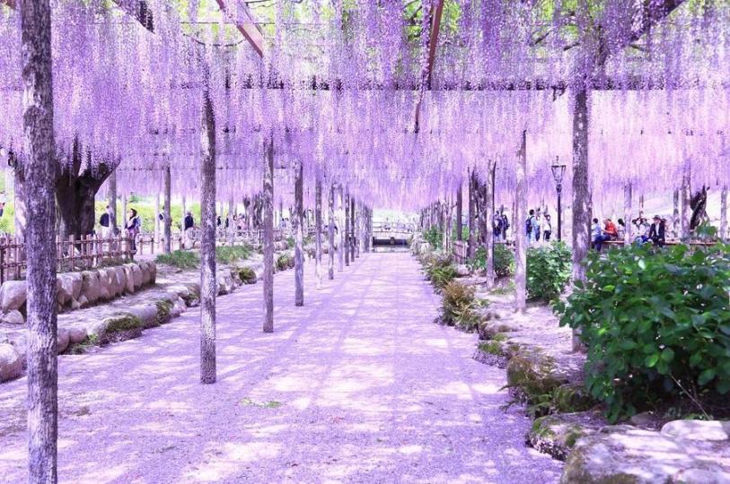 日本最夢幻的3大紫藤花森林
👉https://com543.com/r/OK87mEIi...