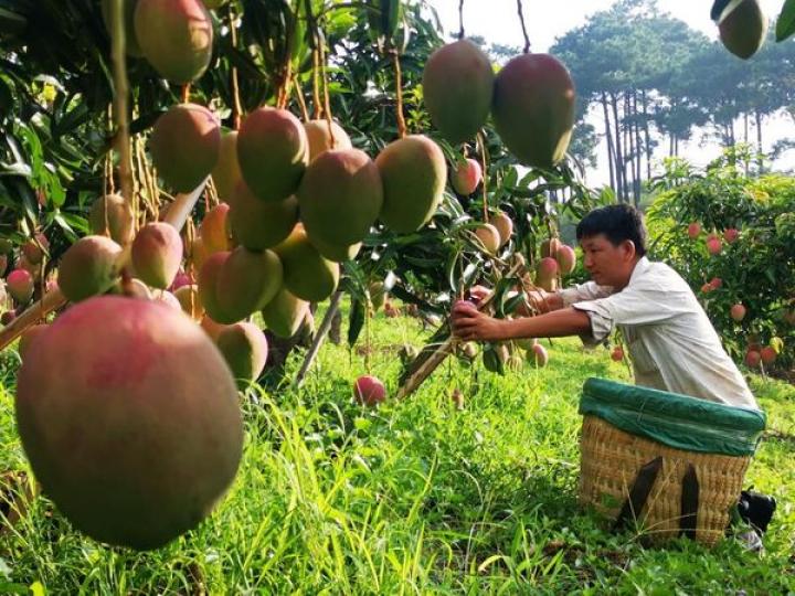 Mango industry bears fruit in Huaping County of southwest China's Yunnan Province... Mango industry bears fruit in Huaping County of southwest China's Yunnan Province...