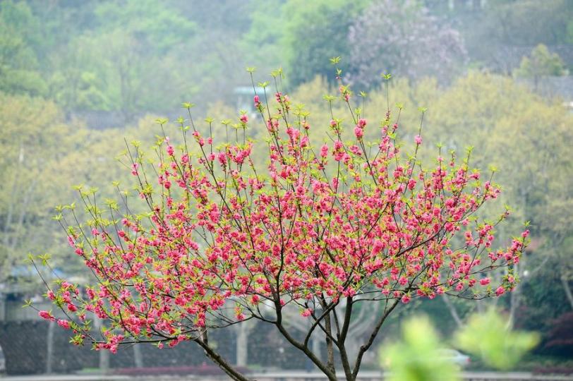 【大展鴻「桃」】
轉眼又快到新年，大家準備年花的同時，又有沒有想過這些花朵的寓意呢？
桃花——催旺姻緣，紅色的桃花又有「大展鴻圖」的意思
水仙——吉祥如意
百合——百年好合
牡丹——富麗堂皇...