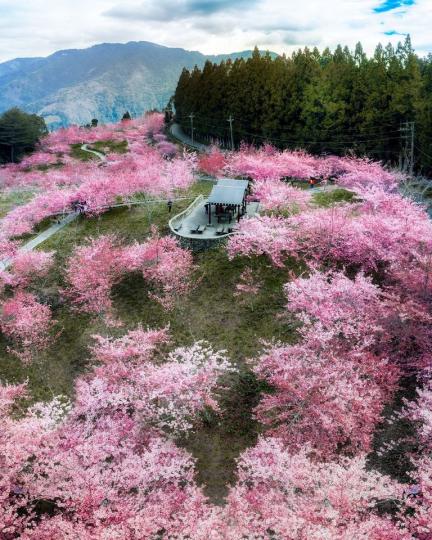 櫻花的季節到了，滿滿「6千棵粉紅樹海」空拍太震撼...