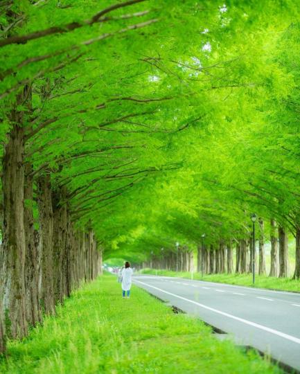 滋賀縣的綠林大道看起來翠綠又蓊鬱...