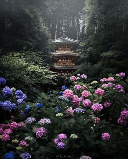 為繡球花秘境的京都岩船寺...