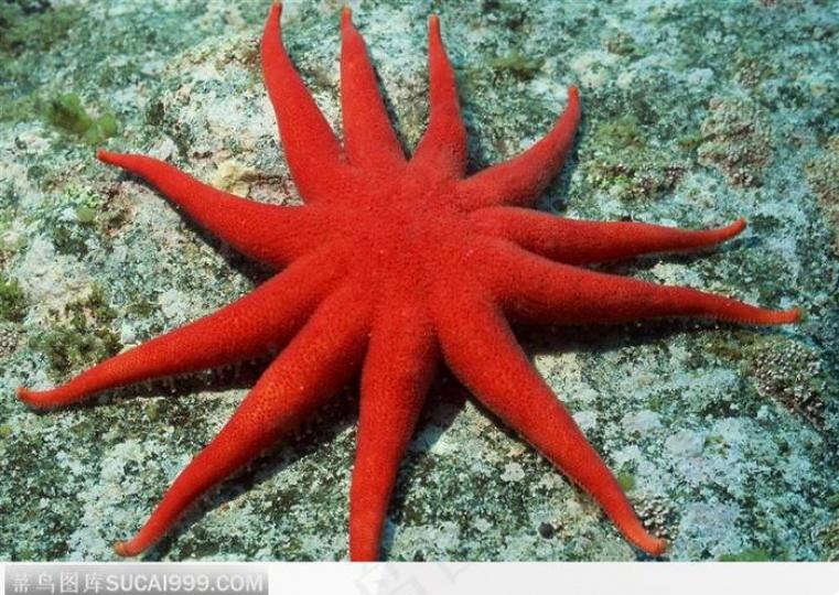 紅海星,主要分布印度爾
西亞海域,它是海星類中
最漂亮一種,從解剖上據
説它沒有大腦,沒有血液
但有再生能力,在野生環
境中可生活到35歲。...