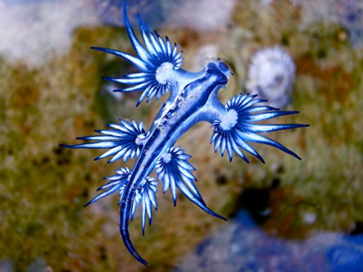 漂亮的海洋生物"藍龍"
是一種海蛞蝓,生存在
溫.熱帶水域,是雌雄同
體卵生動物,大西洋.太
平洋.印度洋都有發現
其踪跡。...