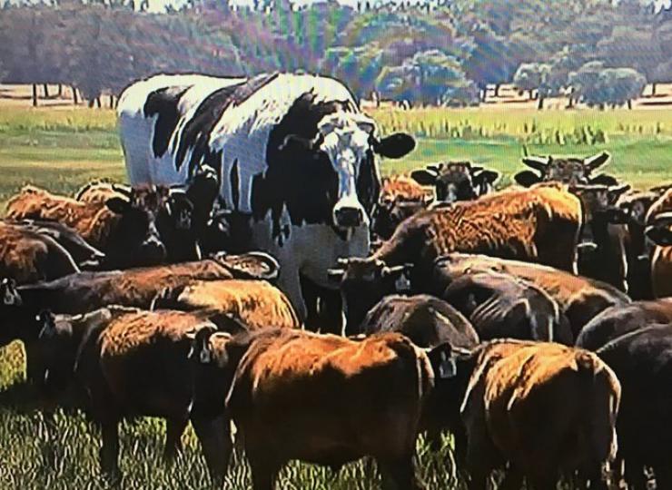 美國加尼福利亞農場一
頭叫丹爾尼奶牛,身高
超過2米,體重達I噸多，
是世界最大的奶牛
，...