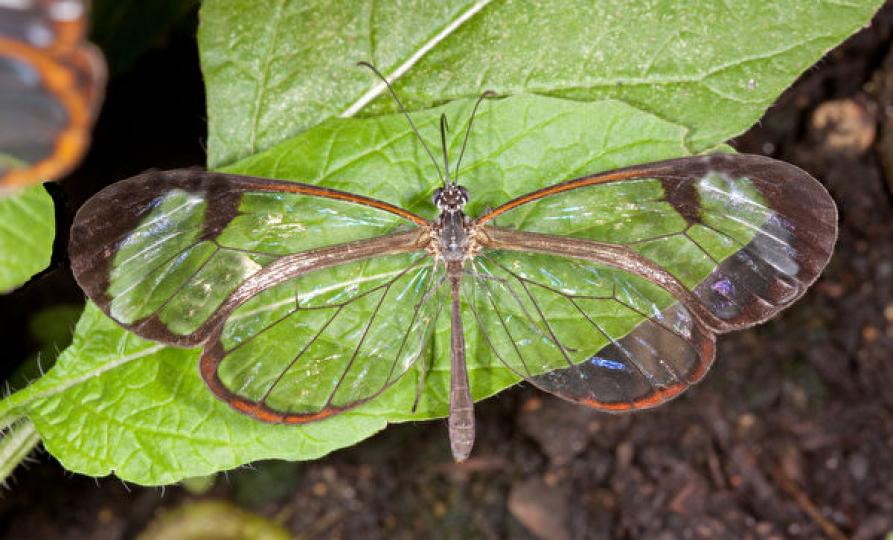 這種原産於中.南美洲的
蝴蝶,大部分身體呈透明
象玻璃一樣,是隱藏身體
的高手。...