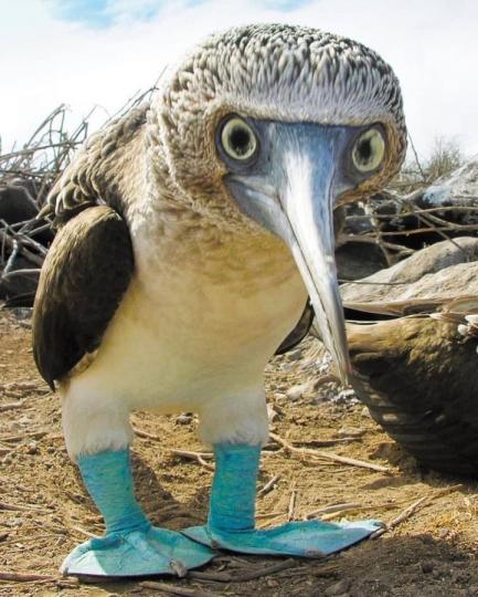 藍脚鰹鳥是大型熱帶海鳥
主要生活在中美洲和南美
洲西海岸,以魚類爲食,雄
鳥喜歡抬藍脚來顯示,十
分可愛。...