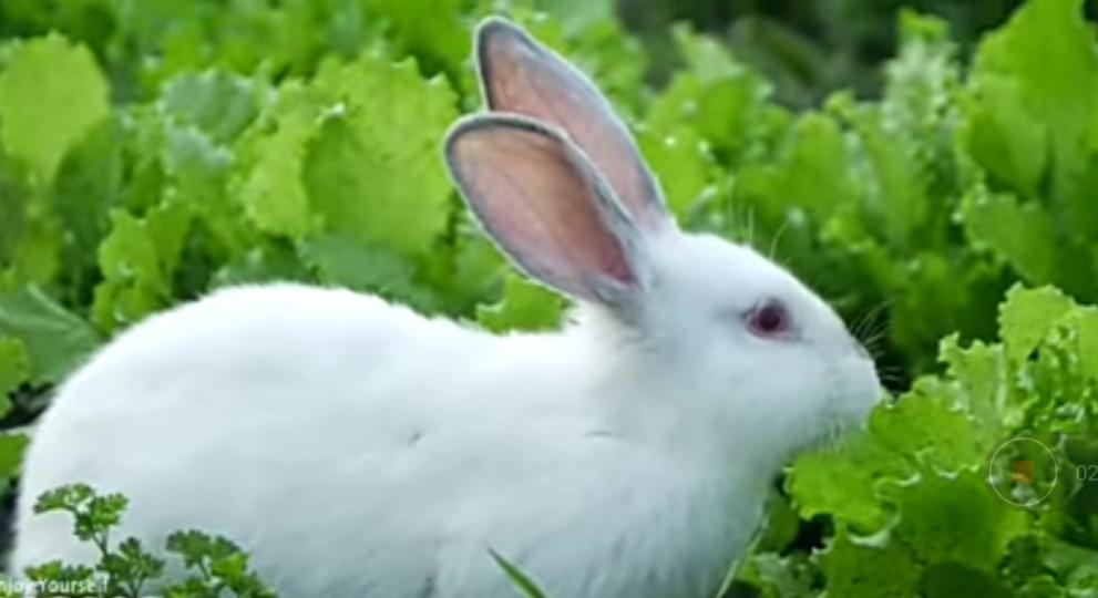 可愛小白兔，
草叢享餐中！...