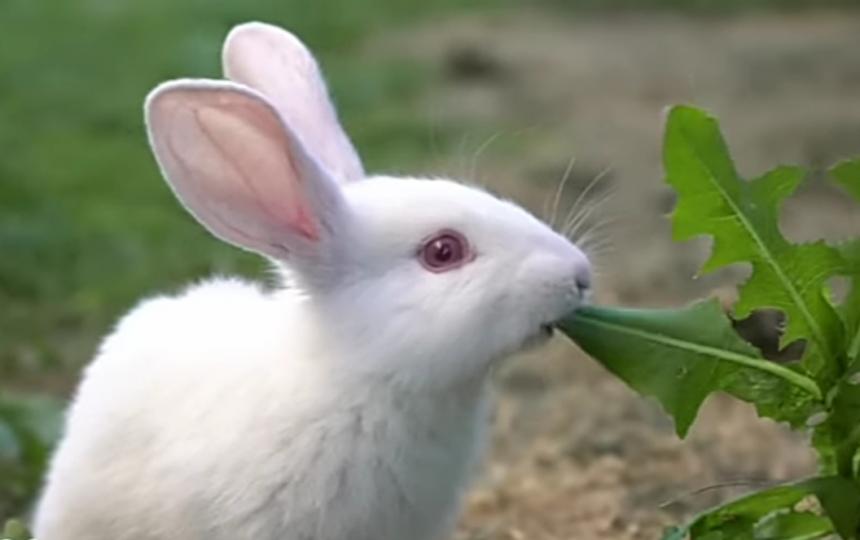 正在進食的小白兔。
朋友們午安！...