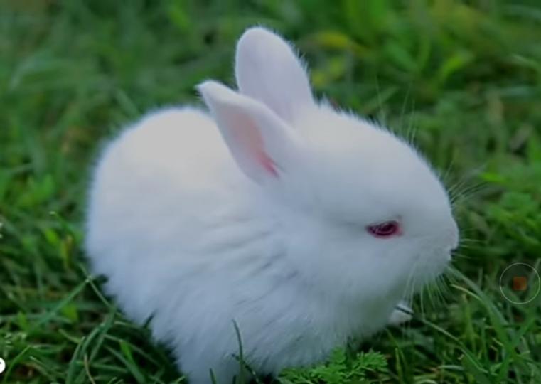可愛小白兔，
美好祝福！...