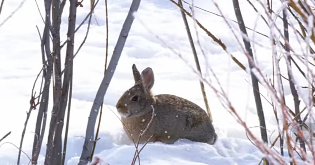 雪地里的小兔子
不畏嚴寒！...