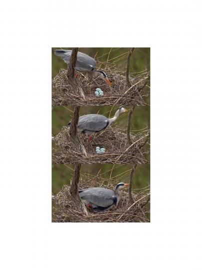孵蛋的鳥兒
三幅圖，朋友們
想到了什麼？...