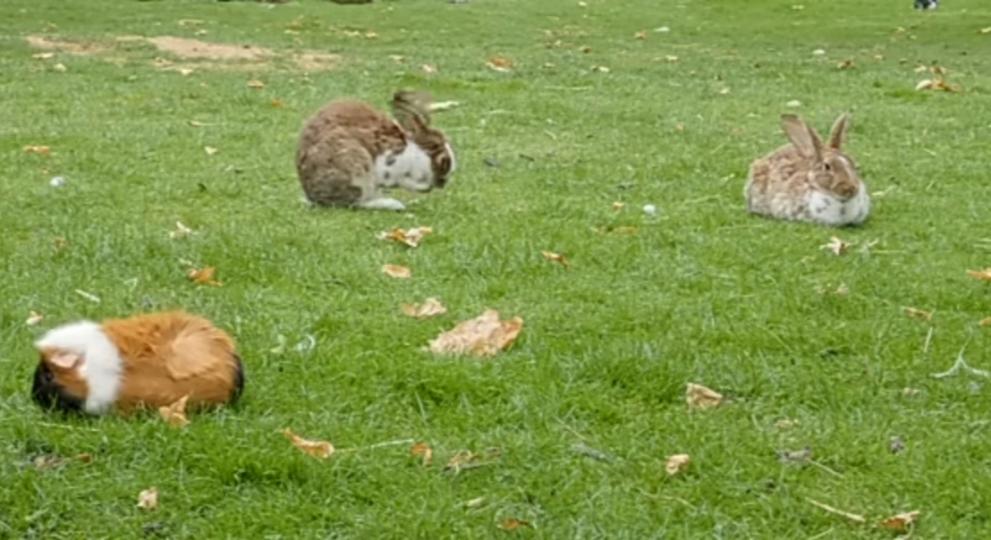 三隻小兔子
草地上休憩著！
朋友們好！...