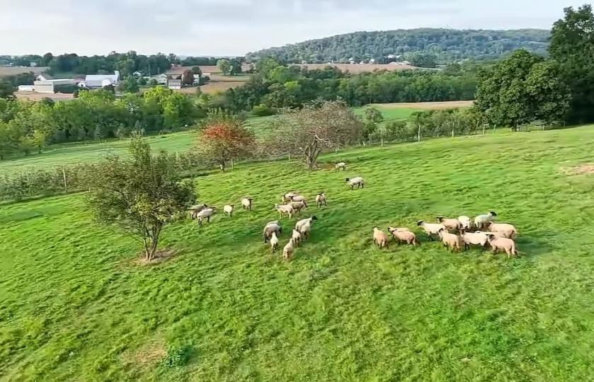 草坡上
一群悠閒的羊。...