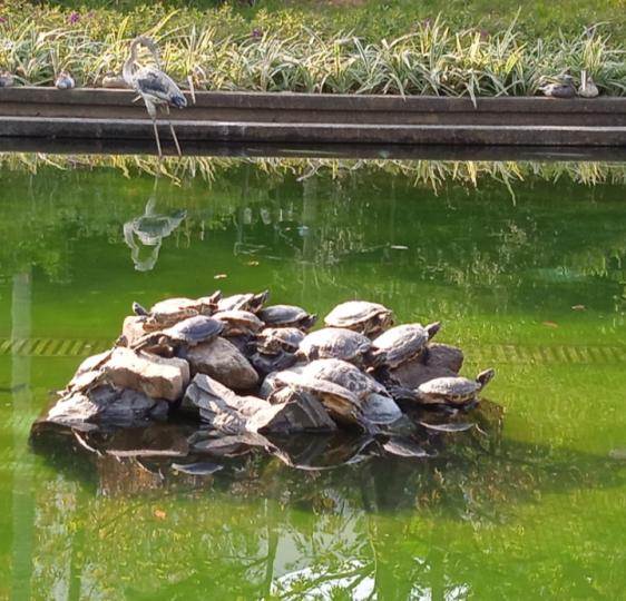 一群龜龜水池
中央舒適地曬太陽！
朋友午安！...