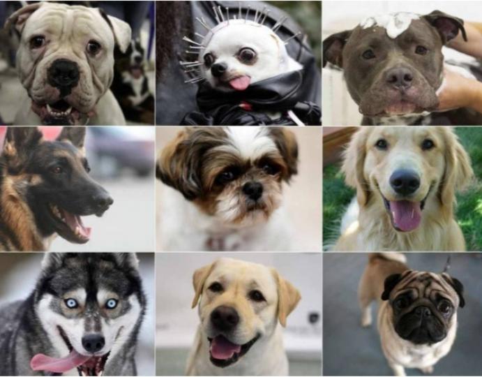 12星座各自
喜歡哪些品種犬？ 
美國最新調查
顯示有「這些狗狗」...