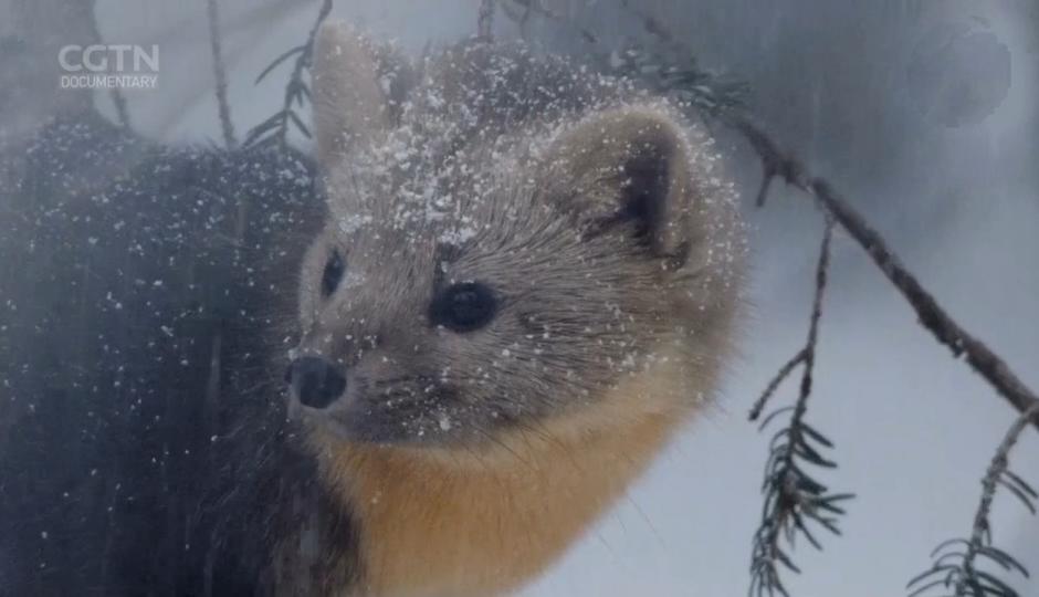 微雪中，
森林的
小動物
向你問好！...