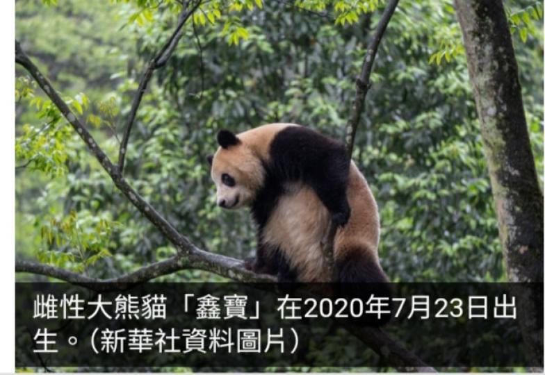 「雲川」和「鑫寶」抵達美國　開啟新一輪中美大熊貓保護合作...