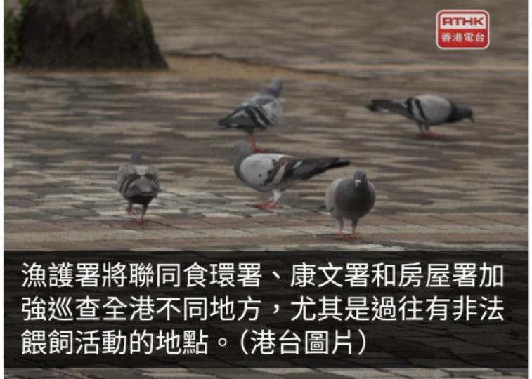 漁護署今日起對非法餵飼野生動物或野鴿人士即時執法...