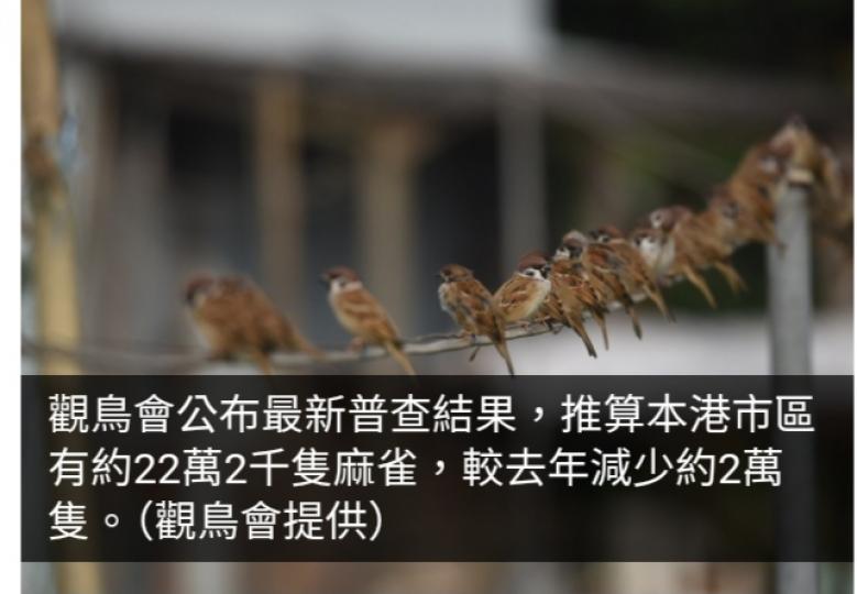 觀鳥會推算本港市區有逾22萬隻麻雀　數目趨於平穩...