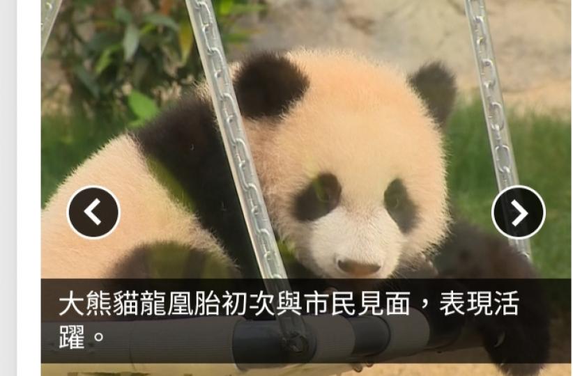 大熊貓龍鳳胎與公眾見面　工作人員指排隊時間逾1小時...