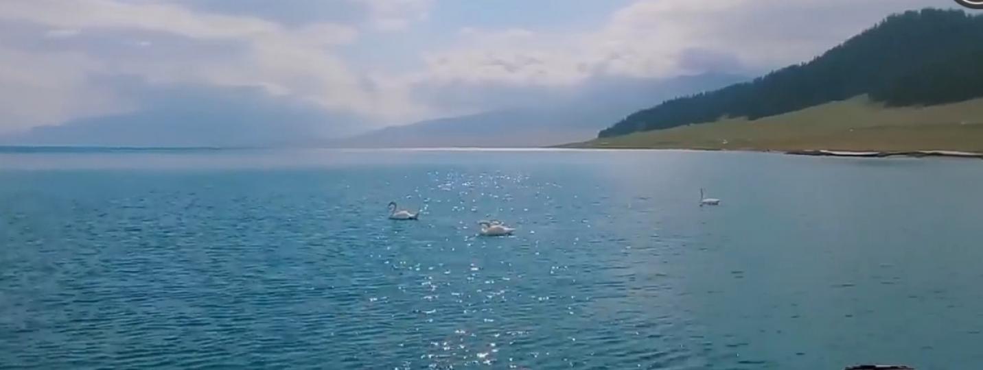 閃爍
                 湖面
                 天鵝游！...