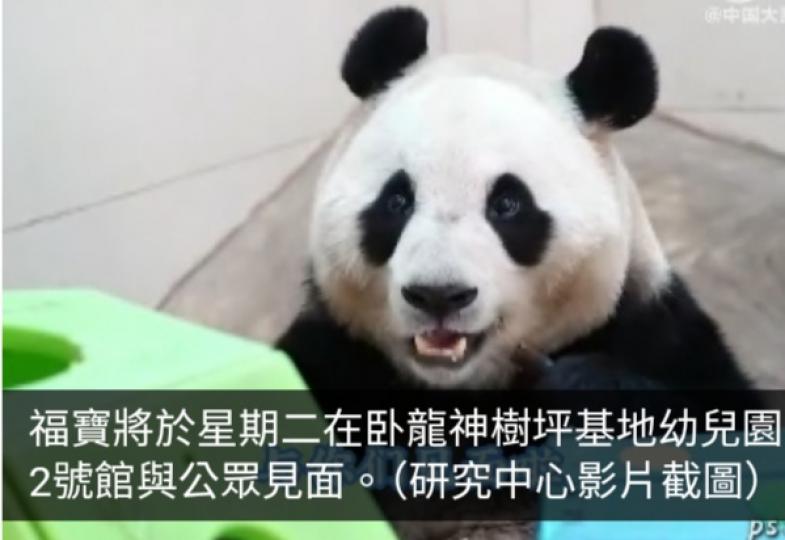 大熊貓福寶周二於卧龍神樹坪基地與公眾見面...
