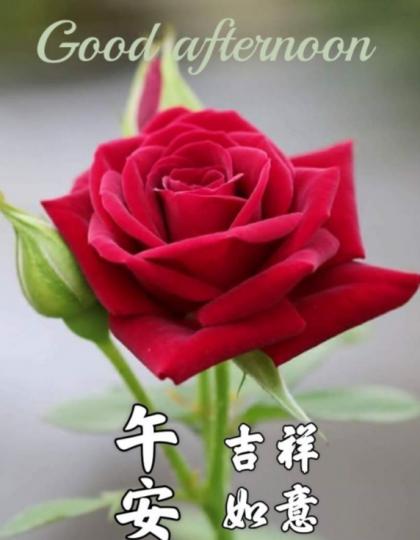 午安
                     愉快！...