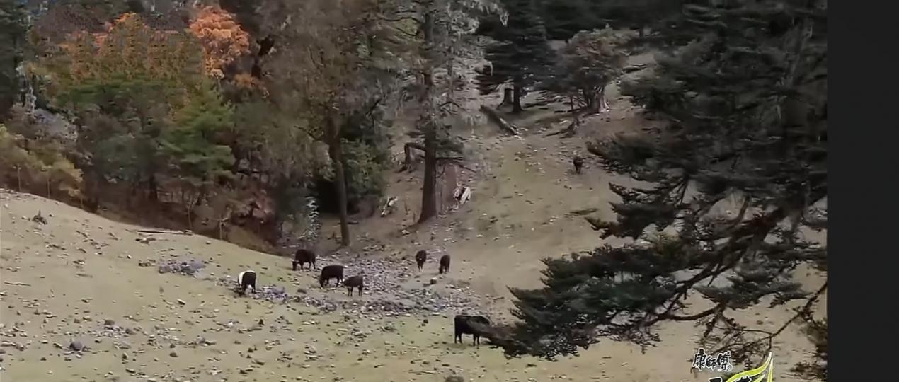 山中的
            動物！...