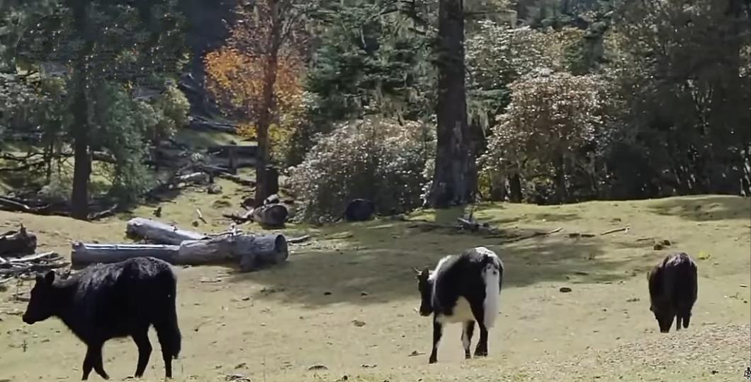散步
              的牛群！...