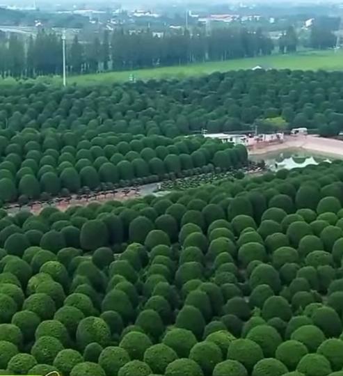 整齊
                排列
                   的植樹！...