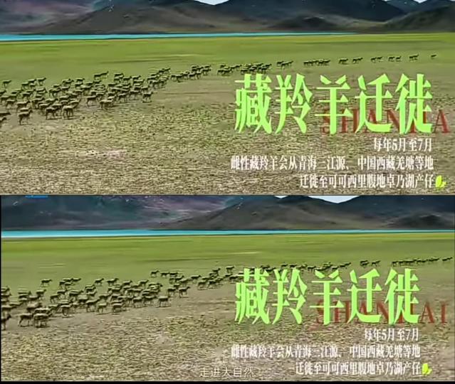 藏羚羊
            遷徙！...