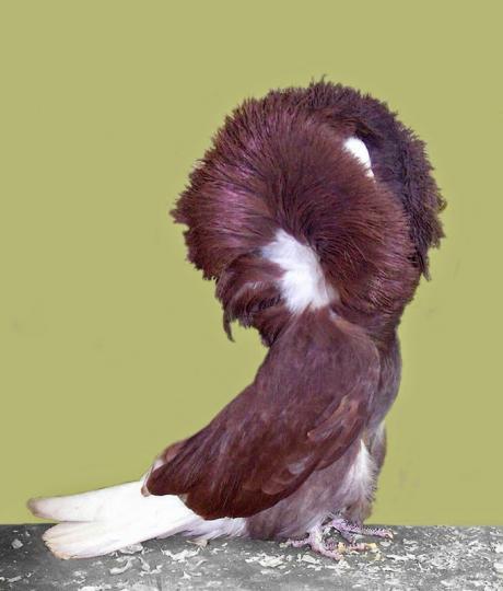 據說源自印度的雅各
賓鴿子,它是鴿子中的
貴族,雅各賓鴿頸上有
一圈漂亮又蓬鬆的羽
毛,給人感覺象穿上皮
草一樣,散發着高貴的
氣息。...