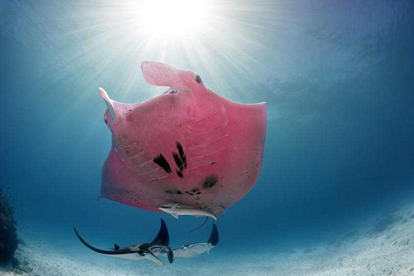 非常罕見的粉紅色蝠魟
出現在澳洲深海,澳洲
攝影師在大堡礁潛水時
意外發現,拍攝到這珍貴
的一刻。...