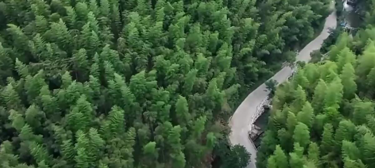 茂密
                森林！...