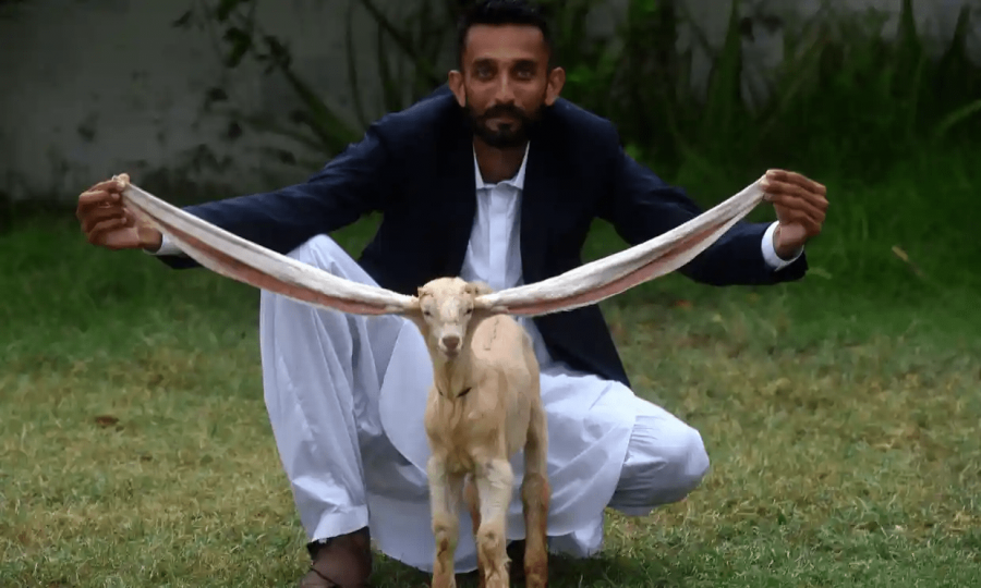 辛芭是一隻生長在巴基
斯坦的山羊,令它走紅
的原因是它那雙有48
公分長的耳朵,長耳朵
在炎熱的天氣幫助身
體散熱,辛芭的長耳朵
創了世界紀錄...