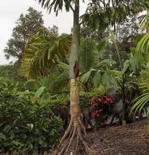 在拉丁美洲的雨林有一
種會行走的棕櫚樹,它
的樹莖長有長數尺的樹
根,看起來象樹的腿,幫
助樹幹不斷向有陽光和
較肥沃土壤的地方移動
據說它每日可移動2至
3厘米。...