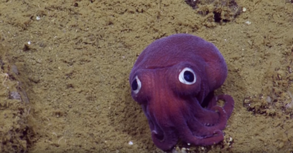 不久前有研究團隊在太
平洋勘探時發現一隻外
型如兒童節目中的卡通
動物,非常可愛,靠近觀
看竟是稀有"僧頭烏賊"
而且是罕見的紫色的，
它主要生活在太平洋水
深300至1300公尺的海
底,通常會藏身...