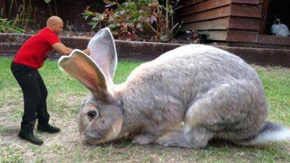 據稱是世界最巨大兔子...