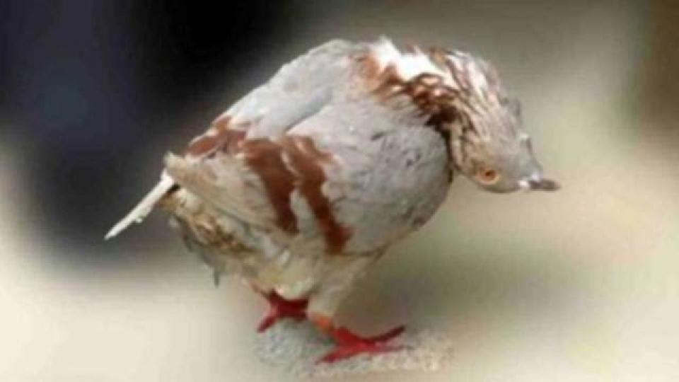 英國近期有大量鴿子出
現怪病,初步懷疑是感
染"鴿子副黏液病毒"這
是一種致命病毒,目前沒
有治療方法和不會傳染
人。...
