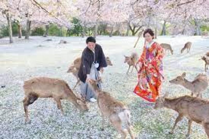 奈良小鹿在櫻花雨下漫步畫面好夢幻...
