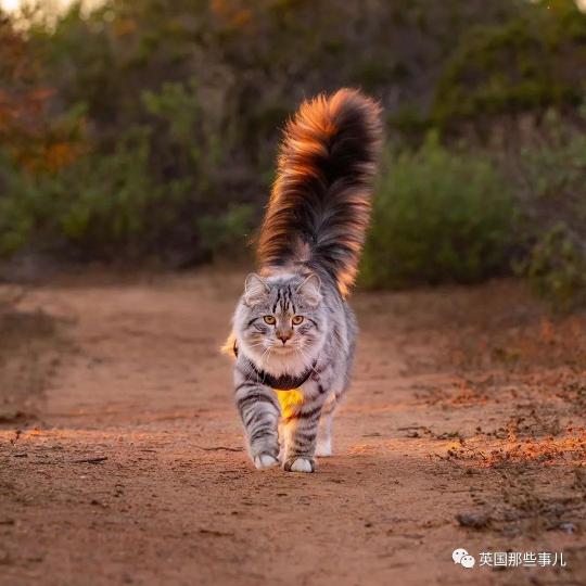 西伯利亞森林猫是一種
較爲古老的猫種,它是
俄羅斯國猫,別名莫斯科
長毛猫,這種猫强壯有力
跳躍異常敏捷,眼大尾大
毛皮有紋理有光澤,全身
披有長毛,擁有象鷄毛掃
般的大尾巴。...