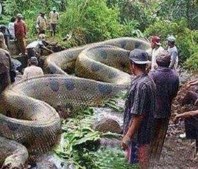 據說2006年在印尼蘇門
答臘島上發現世界現時
最大的蟒蛇,它長14.58
米,重447公斤...