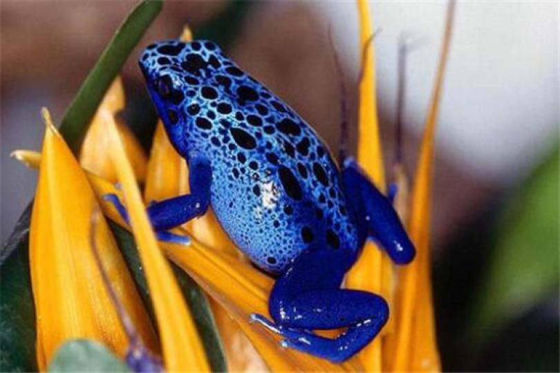 藍箭毒蛙在南美洲蘇里
南發現,生活在河流兩岸
巴西和圭亞那地區也有
分布。它是世界上屬第
二箭毒蛙,也是最毒動物
之一,它壽命約5年,這種
蛙皮膚帶有毒素,不可捉
摸。...