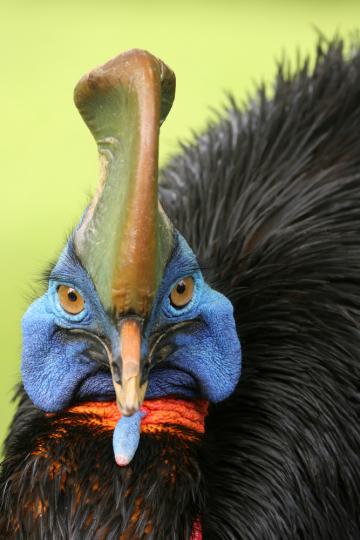 食火鷄
世界最凶惡鳥類,又稱
鶴鴕,是澳大利亞獨有
鳥類,具有獨特相貌和
凶猛個性,衹要它感受
到威脅就會用它非常
強而尖利有力的雙爪
進行攻擊...